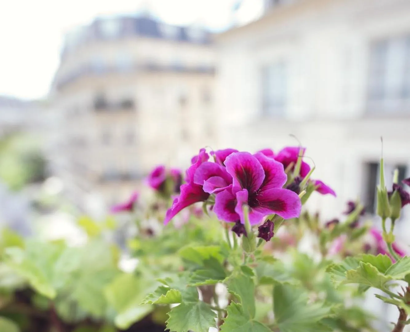 Hotel Corona -Rodier- Paris